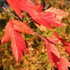Royal Raindrops® Crabapple Tree -Green Yard Plant Store Royal Raindrops Crabapple 4