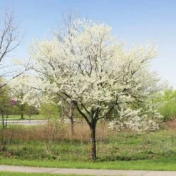 Royal White Redbud Tree -Green Yard Plant Store Royal White Redbud 1