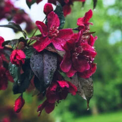 Royalty Crabapple Tree 6 Royalty Crabapple Tree -Green Yard Plant Store Royalty Crabapple 3