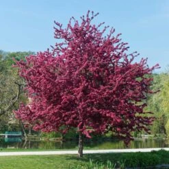 Royalty Crabapple Tree 7 Royalty Crabapple Tree -Green Yard Plant Store Royalty Crabapple 5 BB