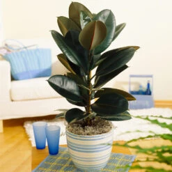 Sunset Hues House Plant Kit -Green Yard Plant Store Rubber Tree BB 9853f49f 6d2e 4e25 8d11 6abd2adf323a