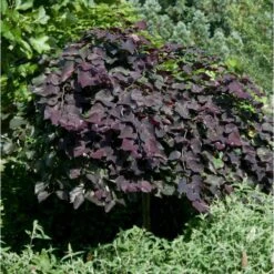 Ruby Falls Redbud Tree -Green Yard Plant Store Ruby Falls Redbud 1