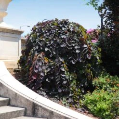 Ruby Falls Redbud Tree -Green Yard Plant Store Ruby Falls Redbud 8