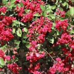 Ruby Prince™ Emerald Empire® Crape Myrtle Tree 7 Ruby Prince™ Emerald Empire® Crape Myrtle Tree -Green Yard Plant Store Ruby Prince Crape Myrtle 1