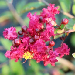 Ruby Prince™ Emerald Empire® Crape Myrtle Tree 9 Ruby Prince™ Emerald Empire® Crape Myrtle Tree -Green Yard Plant Store Ruby Prince Crape Myrtle 3