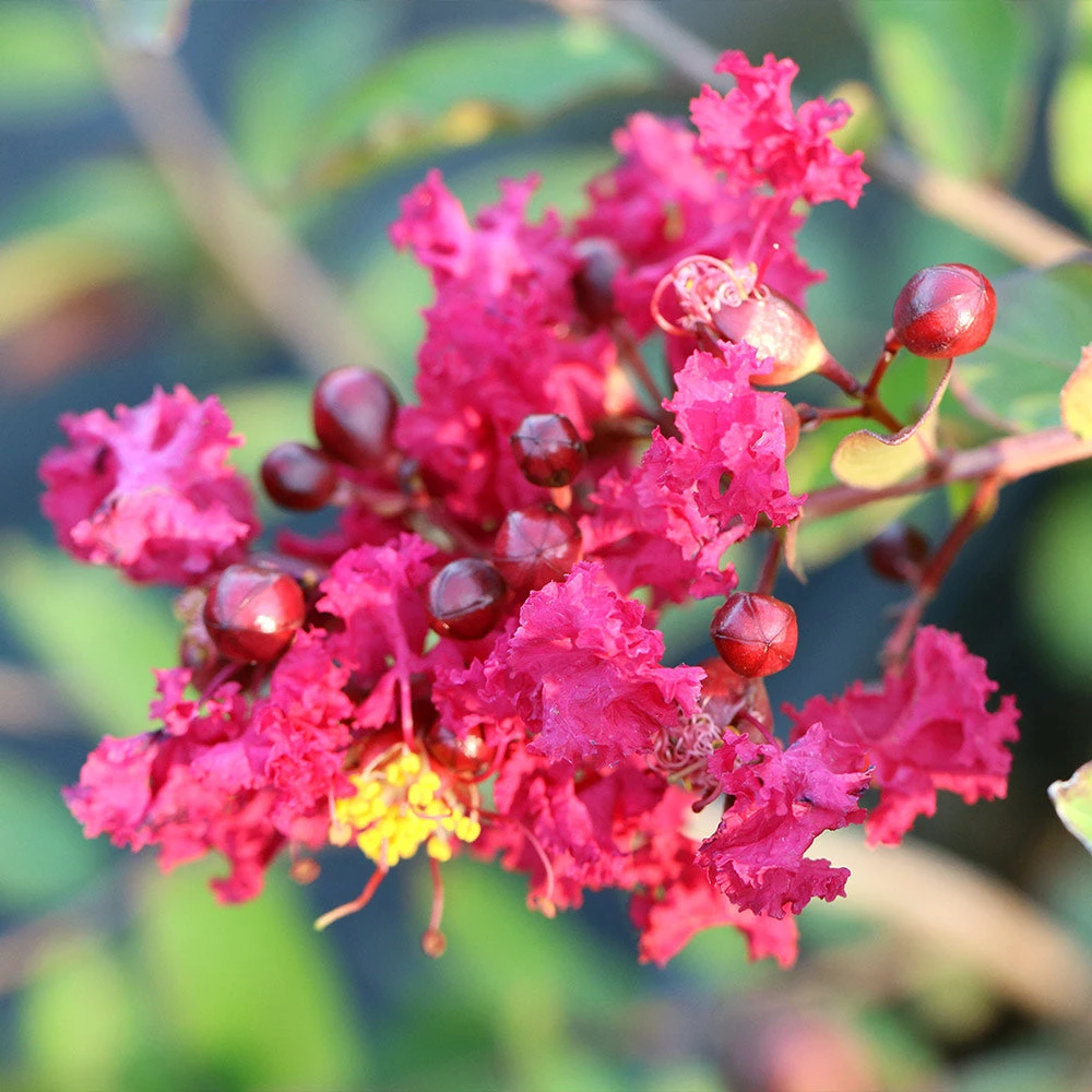 Ruby Prince™ Emerald Empire® Crape Myrtle Tree 5 Ruby Prince™ Emerald Empire® Crape Myrtle Tree - Image 5