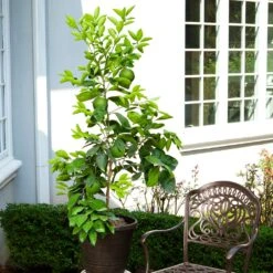 Ruby Red Grapefruit Tree -Green Yard Plant Store Ruby Red Grapefruit 8