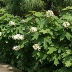 Ruby Slippers Hydrangea Shrub -Green Yard Plant Store Ruby Slippers Hydrangea 2
