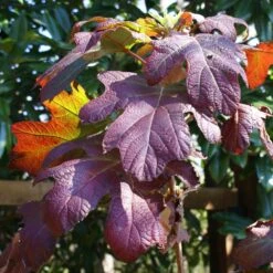 Ruby Slippers Hydrangea Shrub -Green Yard Plant Store Ruby Slippers Hydrangea 3