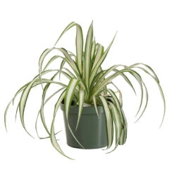 Spider Plant -Green Yard Plant Store SPI PLA1
