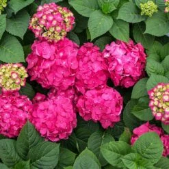 Endless Summer® Summer Crush® Hydrangea -Green Yard Plant Store SUmmer Crush Endless SUmmer Hydrangea 11 FGT