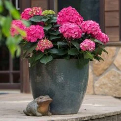 Endless Summer® Summer Crush® Hydrangea -Green Yard Plant Store SUmmer Crush Endless SUmmer Hydrangea 2