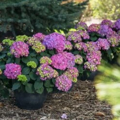 Endless Summer® Summer Crush® Hydrangea -Green Yard Plant Store SUmmer Crush Endless SUmmer Hydrangea 9 FGT