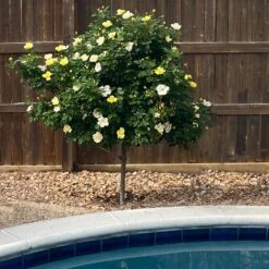 Sunny Knock Out® Rose Tree 6 Sunny Knock Out® Rose Tree -Green Yard Plant Store SUnny knockout Rose Tree 3