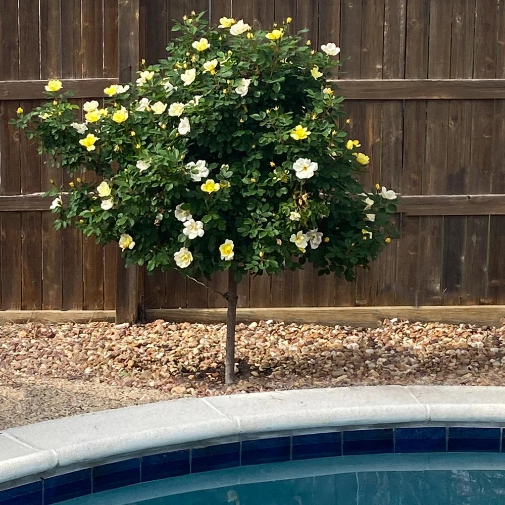 Sunny Knock Out® Rose Tree 3 Sunny Knock Out® Rose Tree - Image 3