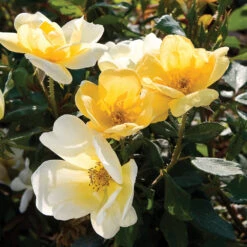 Sunny Knock Out® Rose Tree 7 Sunny Knock Out® Rose Tree -Green Yard Plant Store SUnny knockout Rose Tree 4 FGT