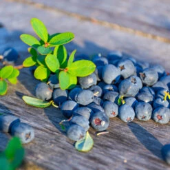 Sunshine Blue Blueberry Bush -Green Yard Plant Store SUnshine BLue Blueberry 1