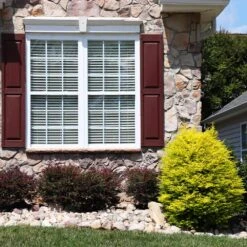 Sunshine Ligustrum Shrub 9 Sunshine Ligustrum Shrub -Green Yard Plant Store SUnshine Ligustrum 5