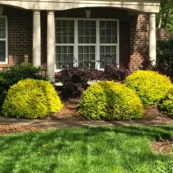 Sunshine Ligustrum Shrub 10 Sunshine Ligustrum Shrub -Green Yard Plant Store SUnshine Ligustrum 7 e9be5f8f a606 4495 ac32 d8f61b2e15c7