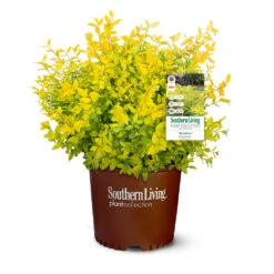 Sunshine Ligustrum Shrub 12 Sunshine Ligustrum Shrub -Green Yard Plant Store SUnshine Ligustrum 9