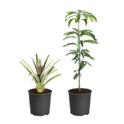 Green Yard Plant Store -Green Yard Plant Store Salsa Kit 1