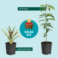 Sugarloaf Pineapple Plant -Green Yard Plant Store Salsa Kit Graphic 6c76dae2 528b 42b5 ba01 cf2c5208bd17