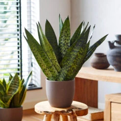 New Apartment House Plant Kit -Green Yard Plant Store Sansevieria Zeylandica 2 b962a2c6 7794 4c00 bcc0 44626111a514