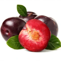 Satsuma Plum Tree -Green Yard Plant Store Satsuma Plum 2