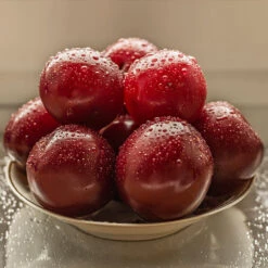 Satsuma Plum Tree -Green Yard Plant Store Satsuma Plum 3