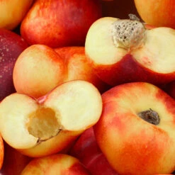 Donut Saturn Peach Tree -Green Yard Plant Store Saturn Peach Tree 1 c5562afa 6180 4bc9 93b7 f9f53b5d2cd0