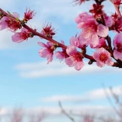 Saturn Peach Tree 10 Saturn Peach Tree -Green Yard Plant Store Saturn Peach Tree 4