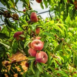 Saturn Peach Tree 8 Saturn Peach Tree -Green Yard Plant Store Saturn Peach Tree 5