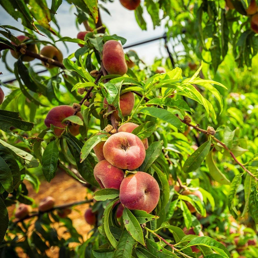 Saturn Peach Tree 3 Saturn Peach Tree - Image 3