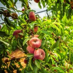Donut Saturn Peach Tree -Green Yard Plant Store Saturn Peach Tree 5 21ea4320 798c 41bd 932e b7297febbf6c