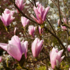 Saucer Magnolia Tree -Green Yard Plant Store Saucer Magnolia 2 FGT