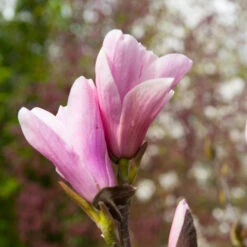 Saucer Magnolia Tree -Green Yard Plant Store Saucer Magnolia 3