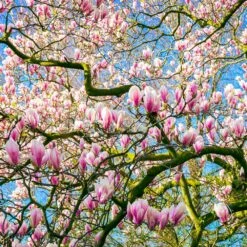 Saucer Magnolia Tree -Green Yard Plant Store Saucer Magnolia 6