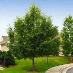 Sawtooth Oak Tree -Green Yard Plant Store Sawtooth Oak Tree 2