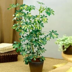 Sunset Hues House Plant Kit -Green Yard Plant Store Schefflera Trinette 1 8e92dc51 dc29 482e 9d14 119cf31a7b14