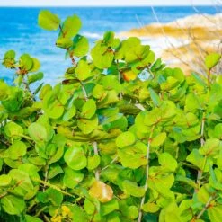 Sea Grape Bush -Green Yard Plant Store Sea Gape 1