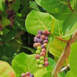 Sea Grape Bush -Green Yard Plant Store Sea Gape 2