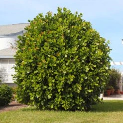 Sea Grape Bush -Green Yard Plant Store Sea Gape 5