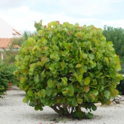 Sea Grape Bush -Green Yard Plant Store Sea Gape 7