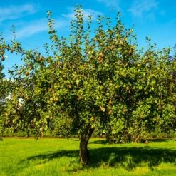 Seckel Pear Tree 7 Seckel Pear Tree -Green Yard Plant Store Seckel Pear 1