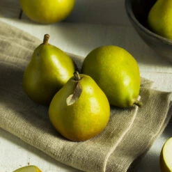 Seckel Pear Tree 8 Seckel Pear Tree -Green Yard Plant Store Seckel Pear 5