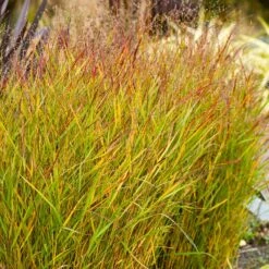 Green Yard Plant Store -Green Yard Plant Store Shenandoah Switch Grass 1 FGT
