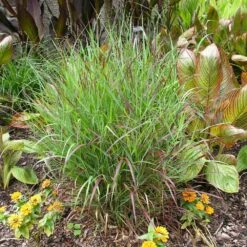 Shenandoah Switch Grass -Green Yard Plant Store Shenandoah Switch Grass 4
