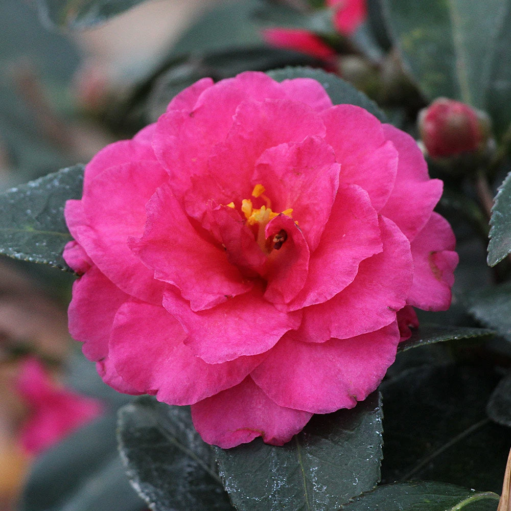 Camellia 'Shi-Shi Gashira' Shrub 4 Camellia 'Shi-Shi Gashira' Shrub - Image 4