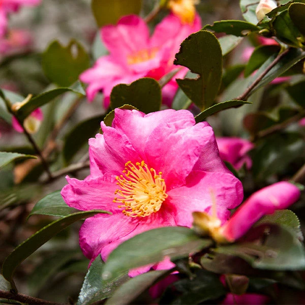 Camellia 'Shi-Shi Gashira' Shrub 1 Camellia 'Shi-Shi Gashira' Shrub