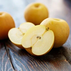 Shinseiki Asian Pear 8 Shinseiki Asian Pear -Green Yard Plant Store Shinseiki Asian Pear 5 FGT